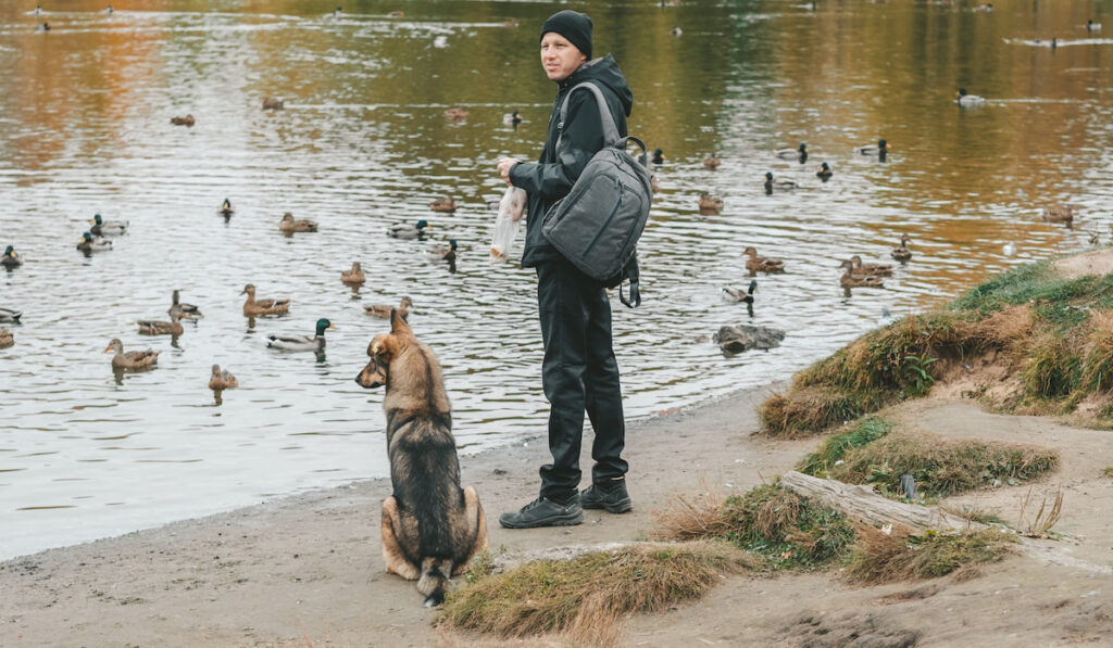 a man with a dog on the shore of the lake feeds the ducks