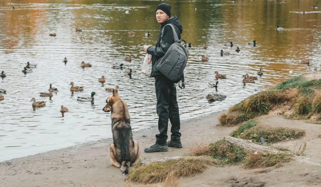 a man with a dog on the shore of the lake feeds the ducks