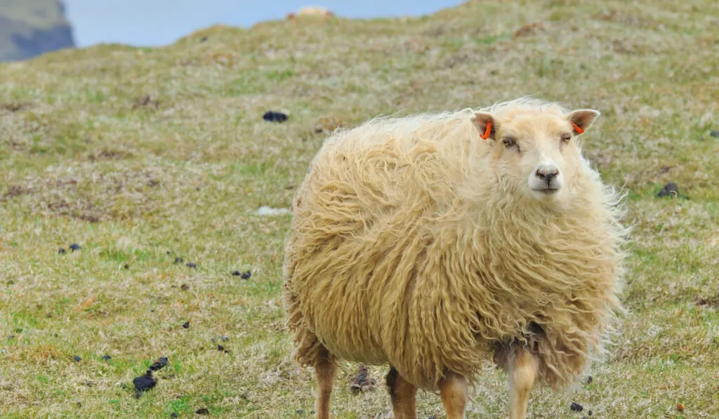 adorable puffy sheep in the farm