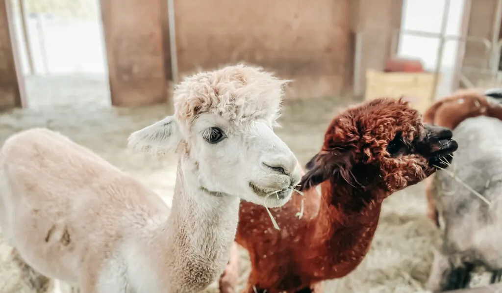 baby llamas eating on the farm
