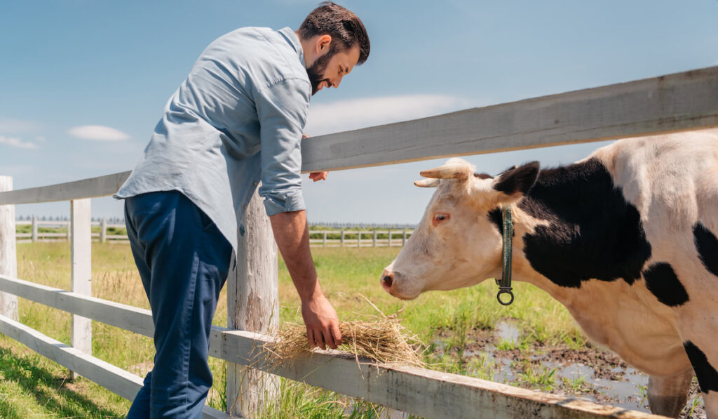 bearded man standing at wooden fence and feeding cow on farmland 
