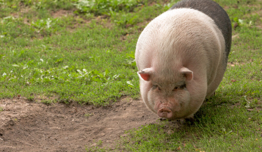big fat pregnant pig in the farm