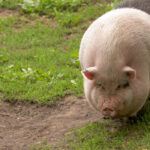 6 Signs a Pig Is Pregnant