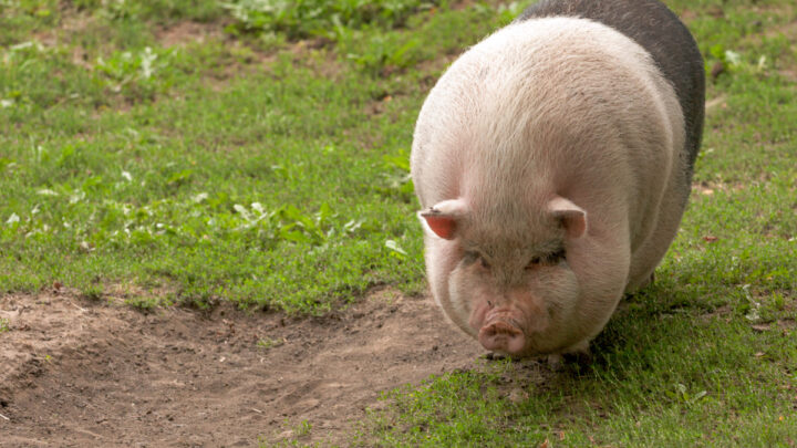 big-fat-pig