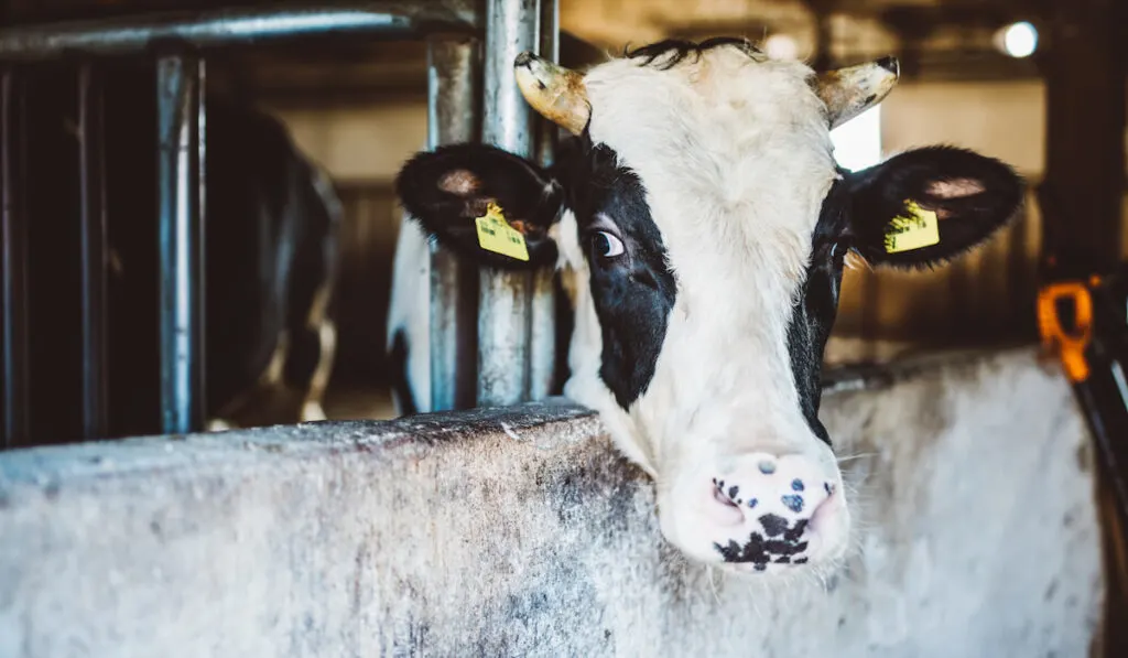 black and white Cow in cowhouse 