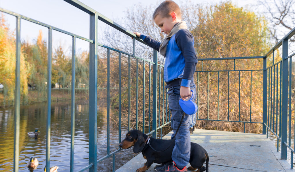 boy child with dachshund dog on bridge in sunny park with ducks on lake 