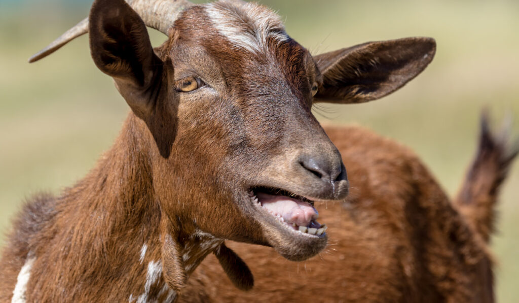 brown goat mouth open 