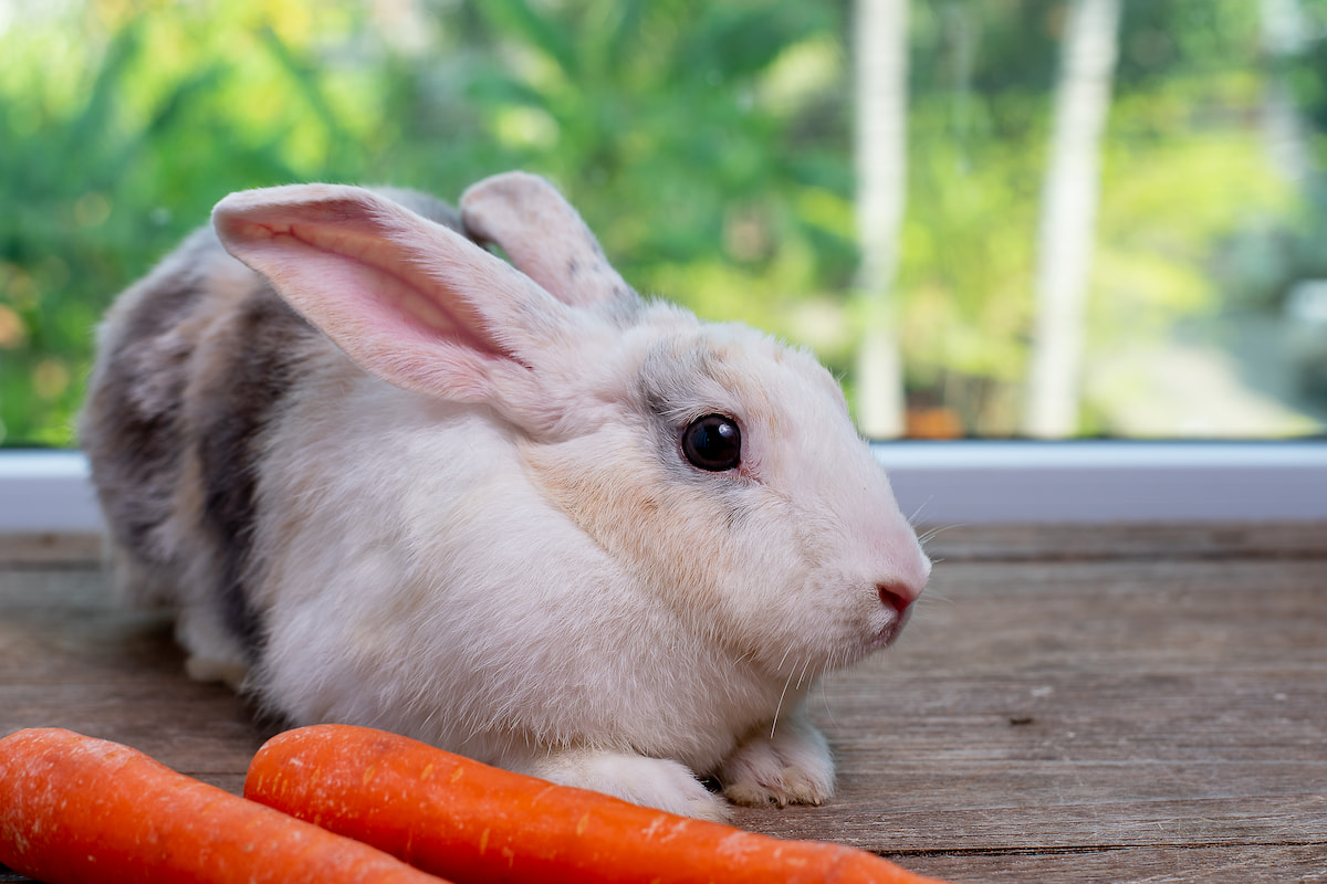 Can Rabbits Eat Corn on the Cob? Farmhouse Guide