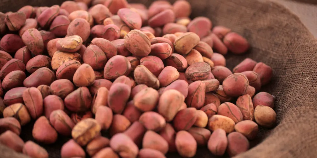 close up aerial horizontal photography of kola nuts