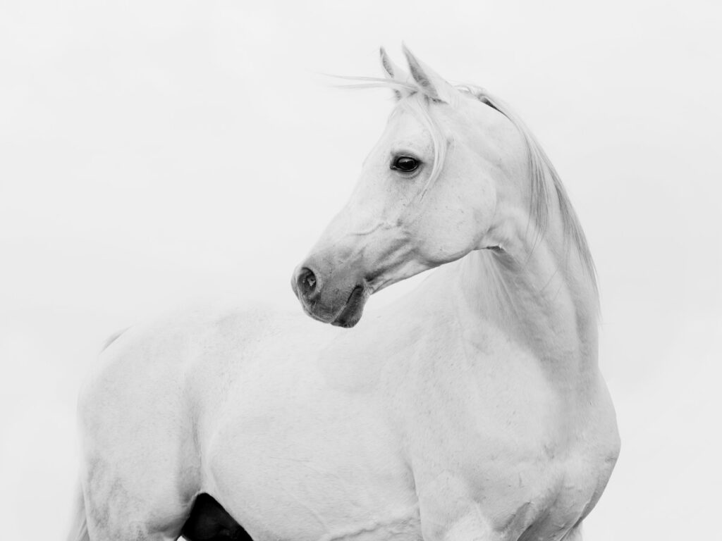 close up image of a white horse 