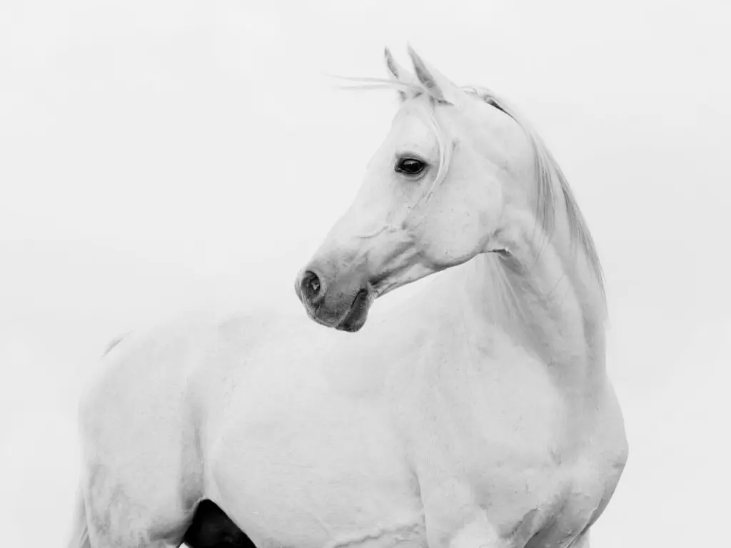 close up image of a white horse 