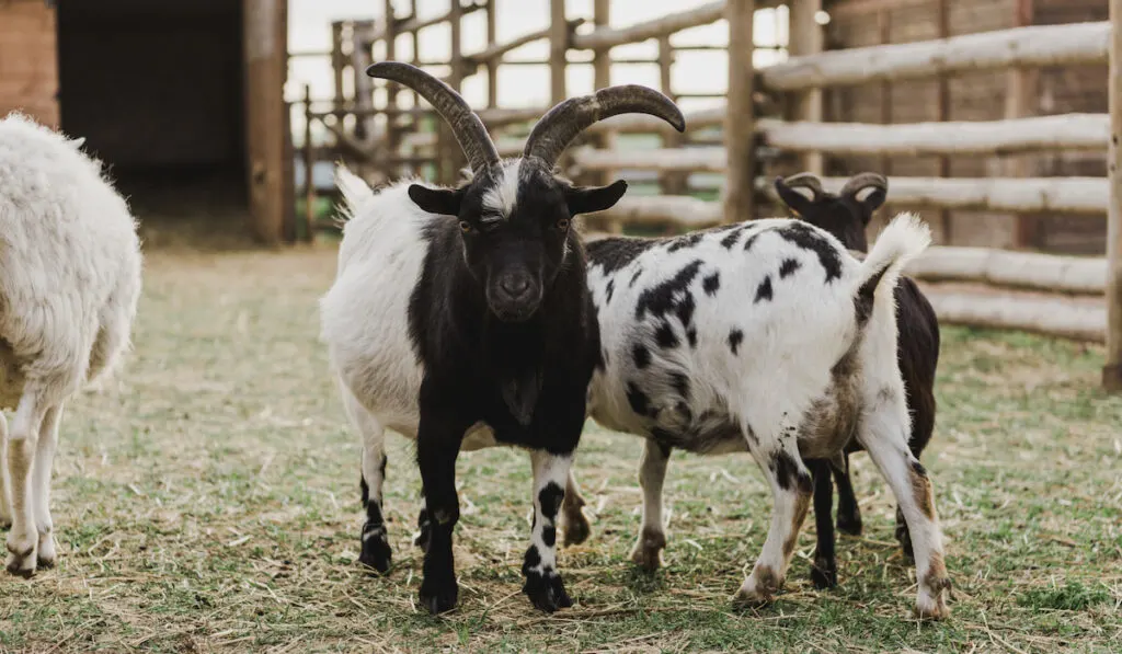 close up view of goats grazing in corral with wooden fence at farm