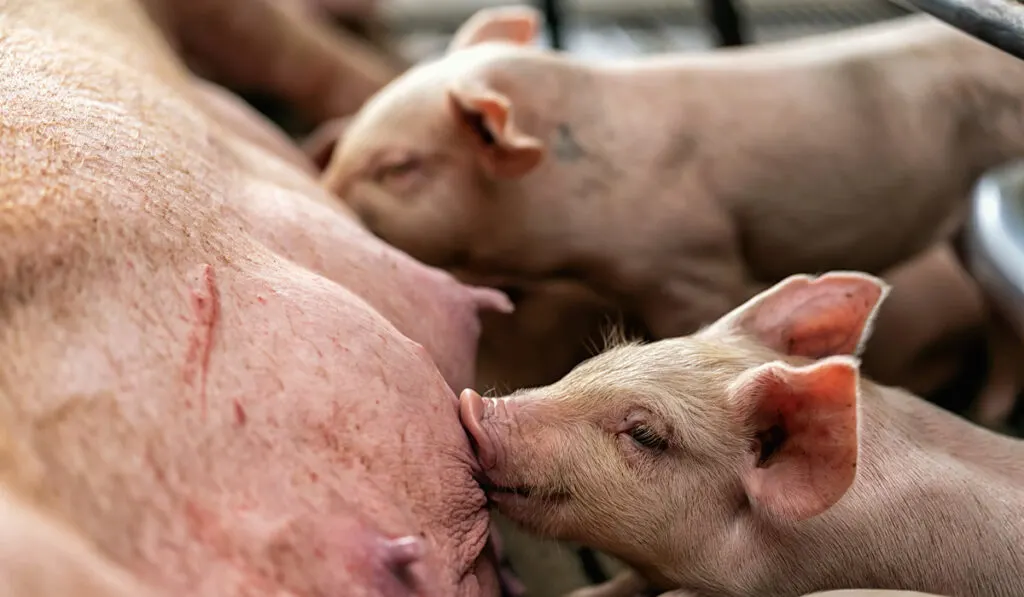 closeup baby pig sucking mother pig in hog farm 