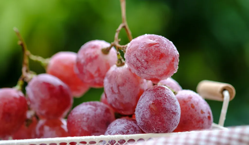 closeup photo of frozen red grapes in a basket 