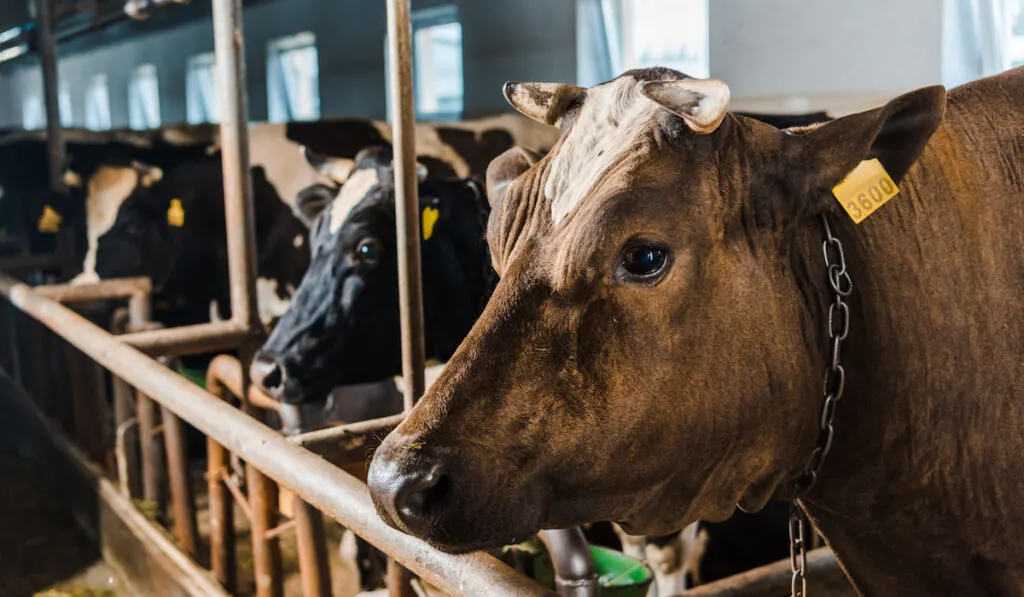 cows standing in row in stable at farm