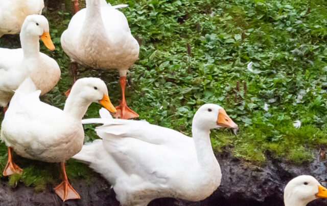 cropped-Ducks-and-goose-with-orange-beaks-and-paws-going-in-an-artificial-pond-ss220415.jpg
