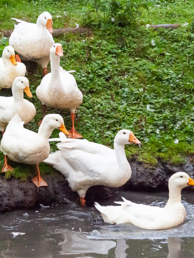 Are Your Ducks Afraid Of You? Here’s What to Do Farmhouse Guide