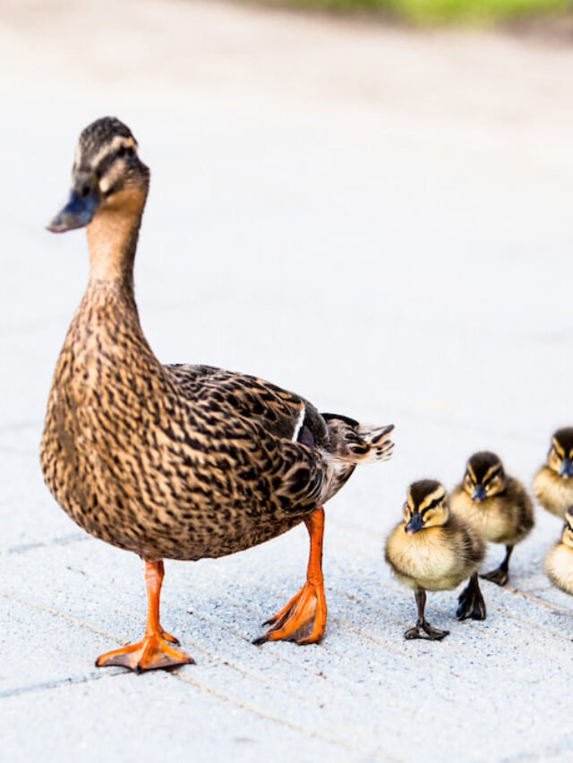 Do Ducks Need Toys? (How to Keep Happy Ducks) Farmhouse Guide