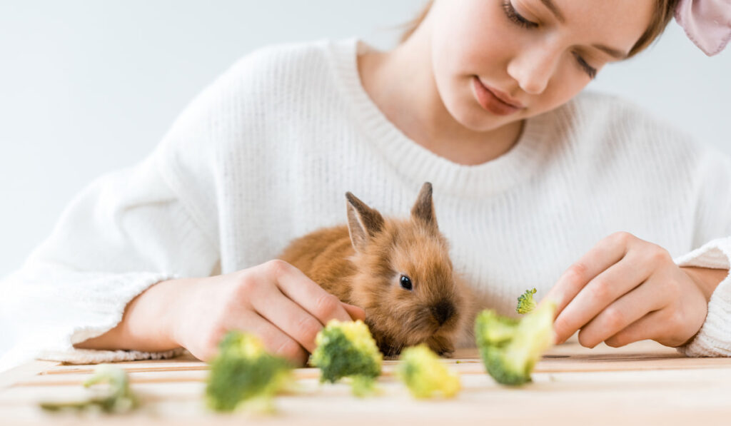 cropped shot of girl feeding cute furry rabbit with broccoli at wooden table