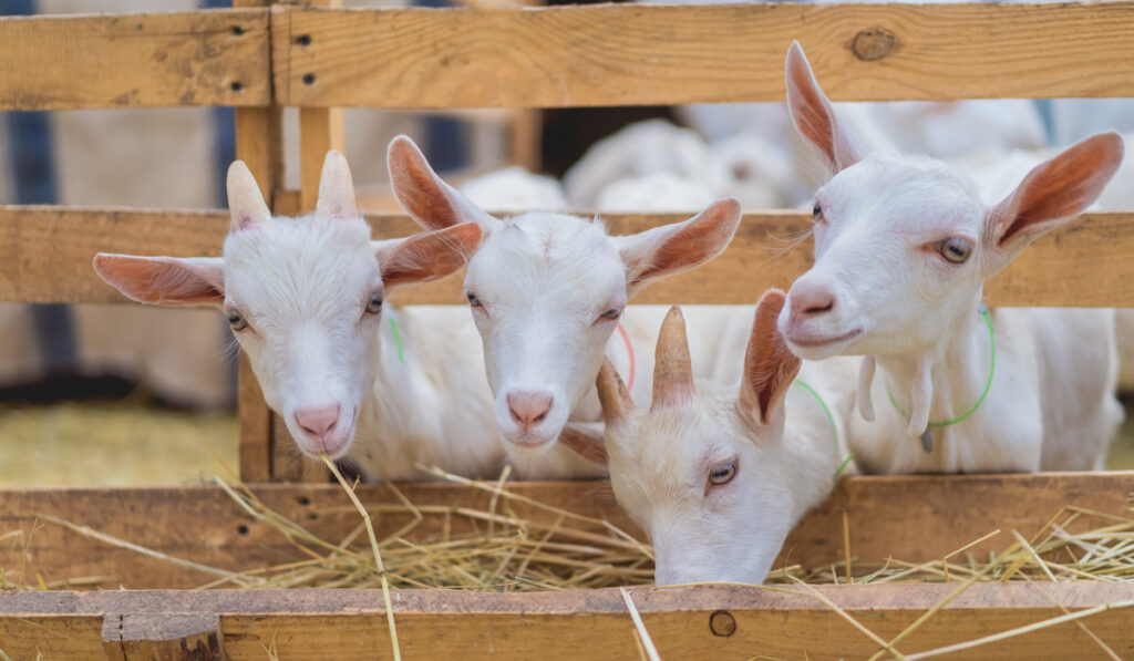 cute goats eating hay through fences at farm 