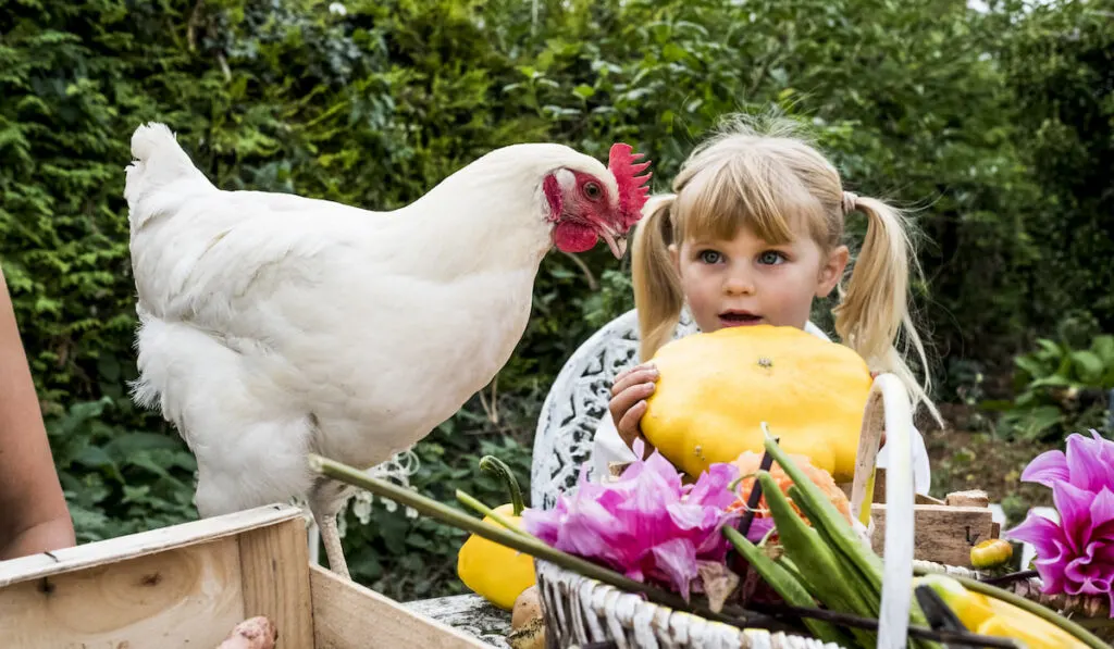 cute little girl holding yellow gourd and White Plymouth Rock chicken in the garden