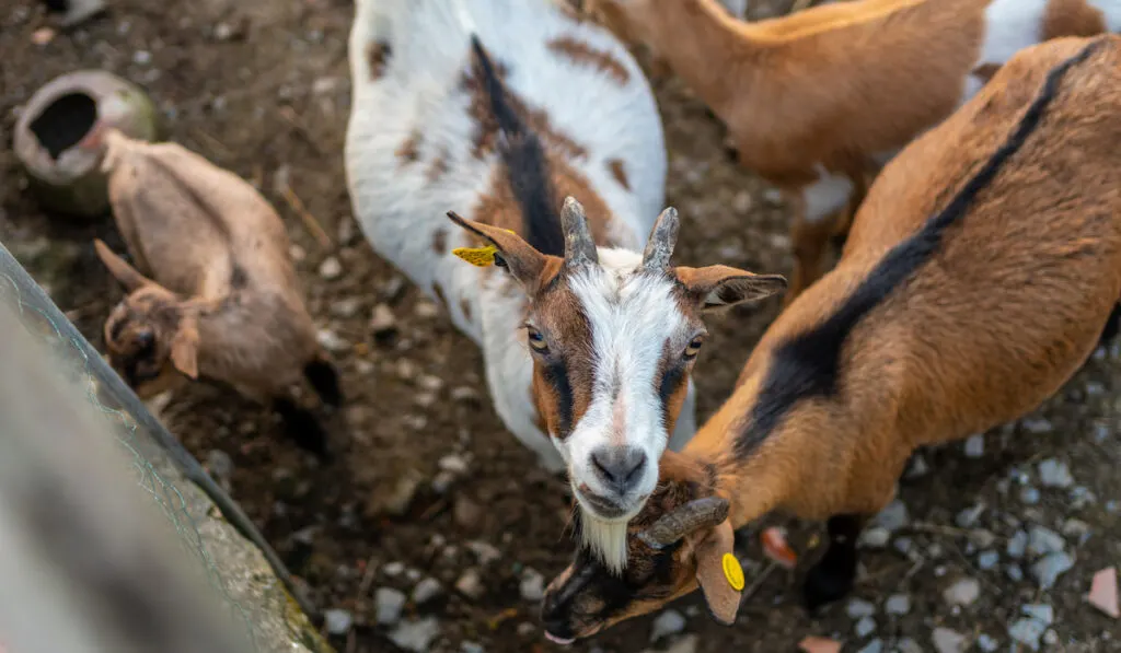 different color of Goats and small kids on a farm