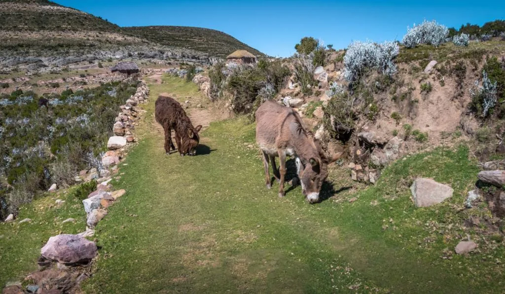 donkeys eating along the trail