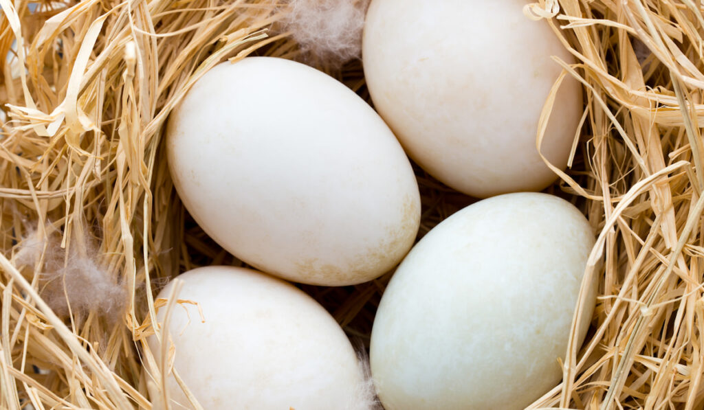 duck eggs in a nest 