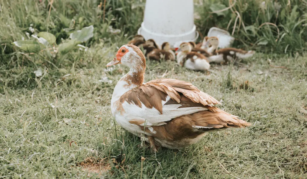 duck family on green grass field 