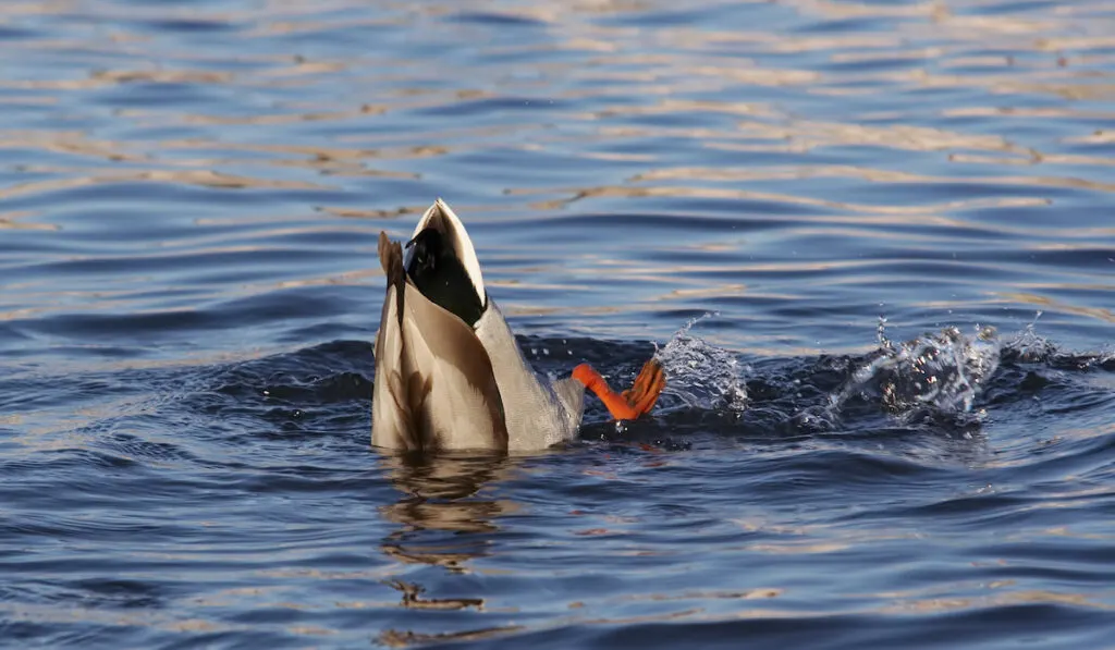 duck hunting fish under the water