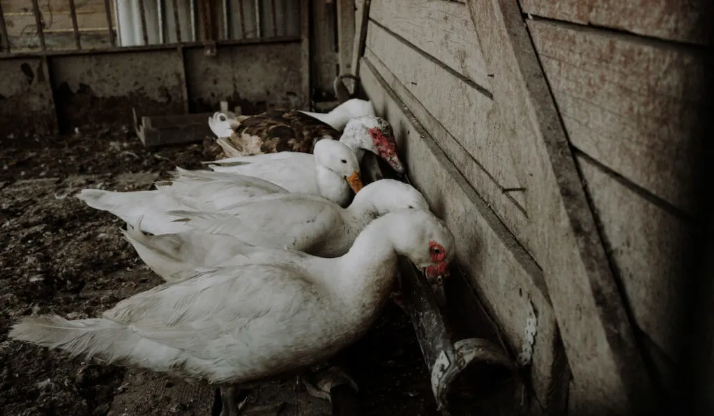 farm ducks feeding time 