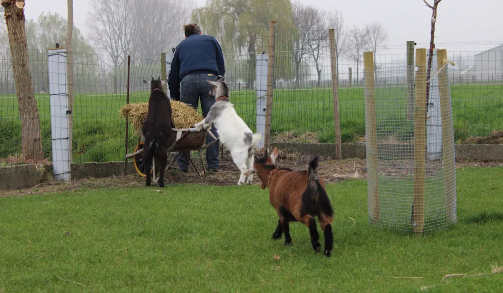 farmer preparing straws for bedding for goats pen 