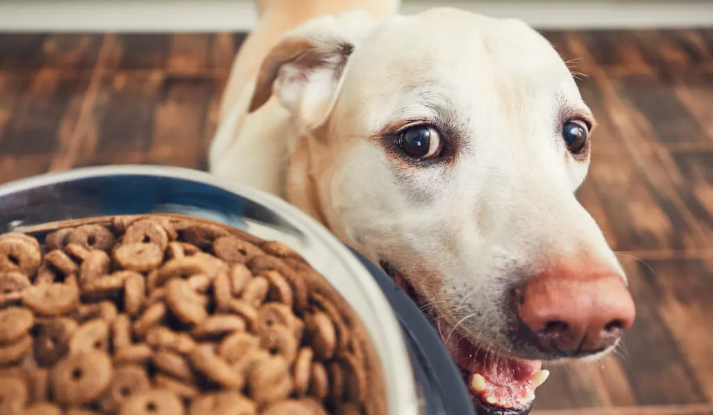 feeding cute hungry dog