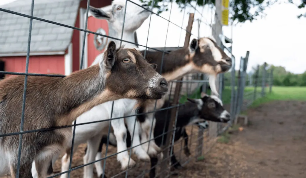 four goats behind the fence 