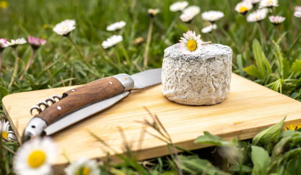 goat cheese on a wooden board and a swiss knife in the garden 