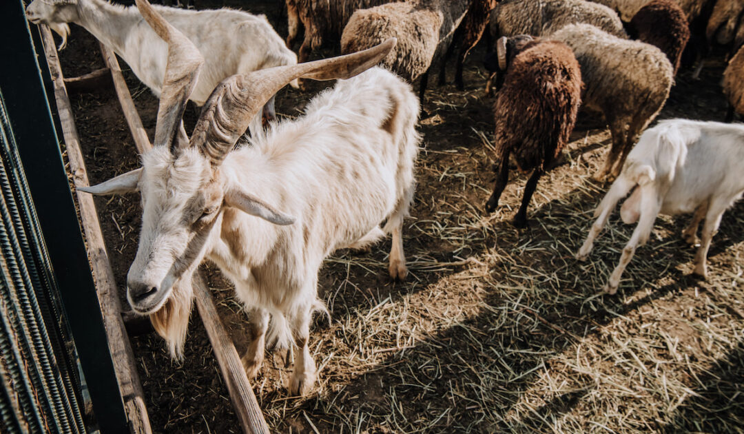 How to Clean Goat Poop Farmhouse Guide