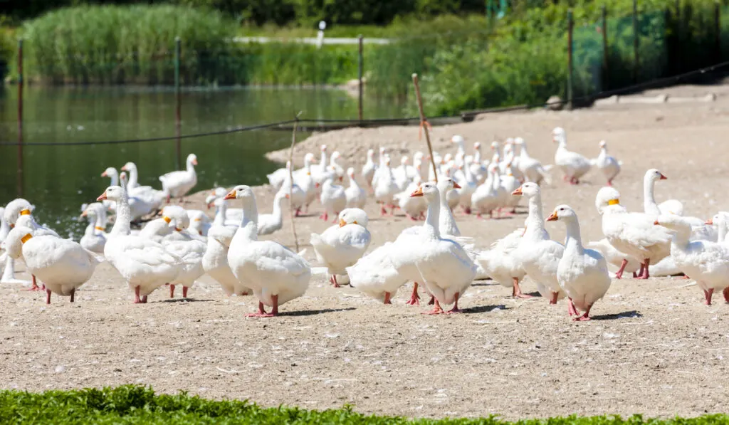 goose farm near the lake