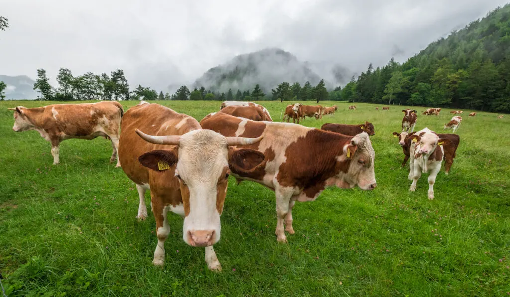group of cows in the meadow