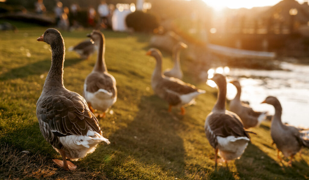 group of ducks walks on the grass at sunset