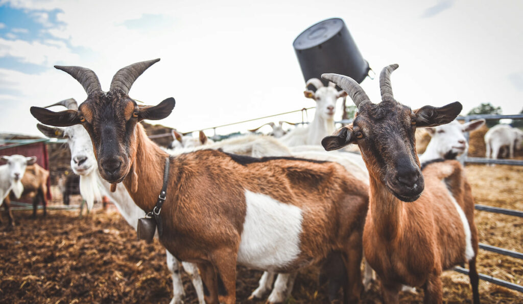group of goats with horn at the farm 