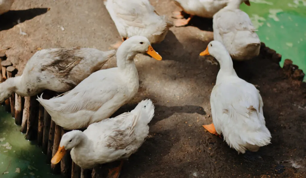 group of pecking ducks resting over the stone in the pond 