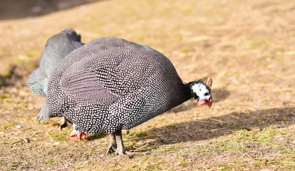 guinea fowl eating on the ground 