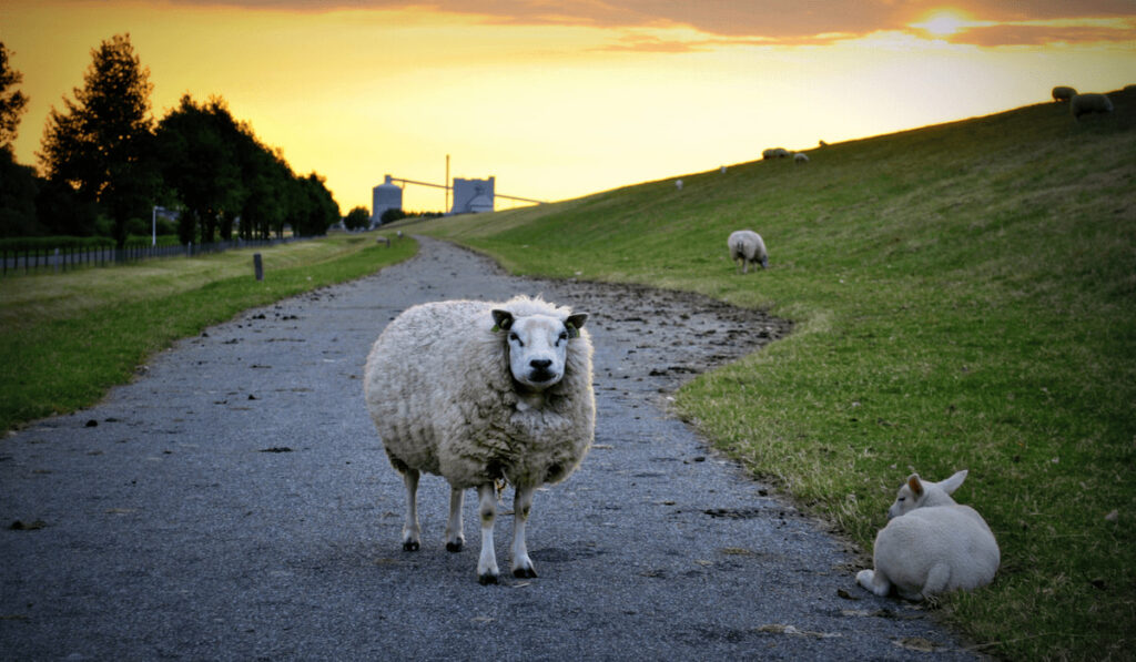 heavy sheep standing on the road during sunset 