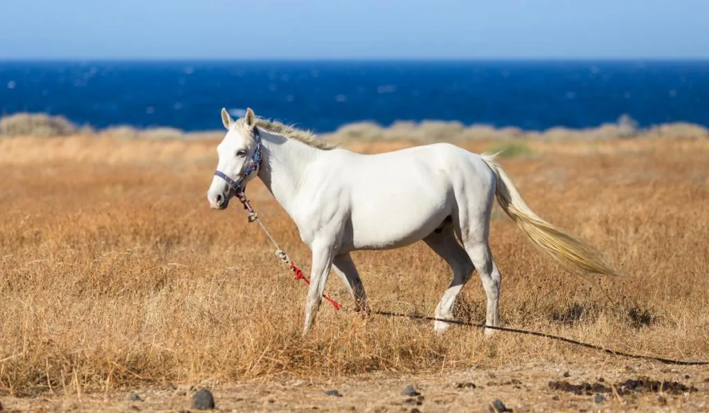 horse standing in the field with ocean view ee220401 