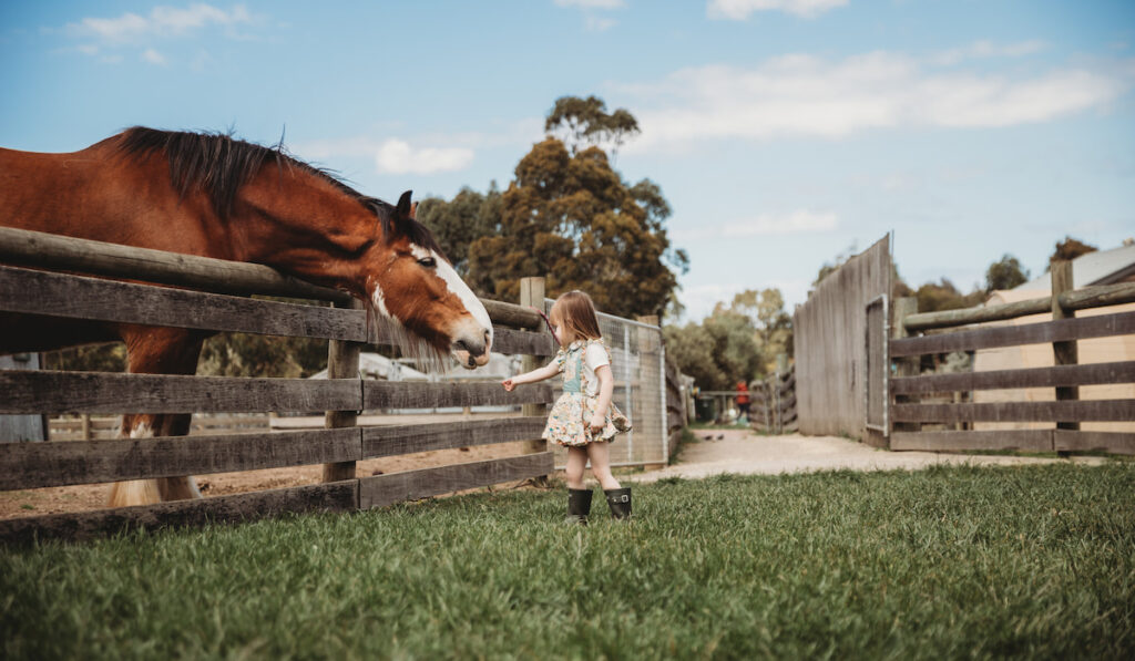 little girl feeding Clydesdale Horse inside barn 
