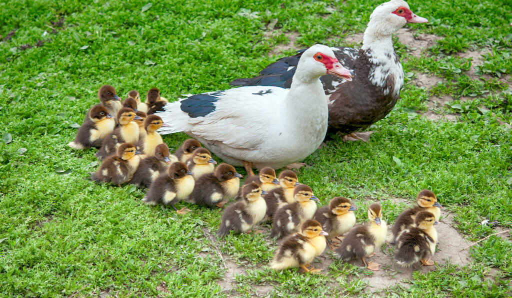 male and female ducks and their ducklings 