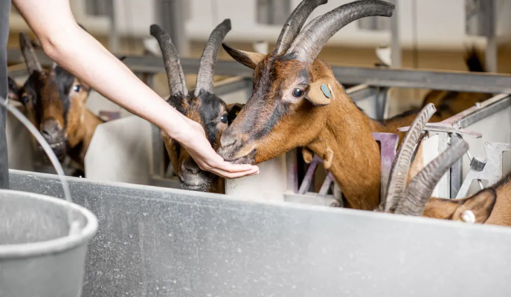 man Feeding goats during the milking process