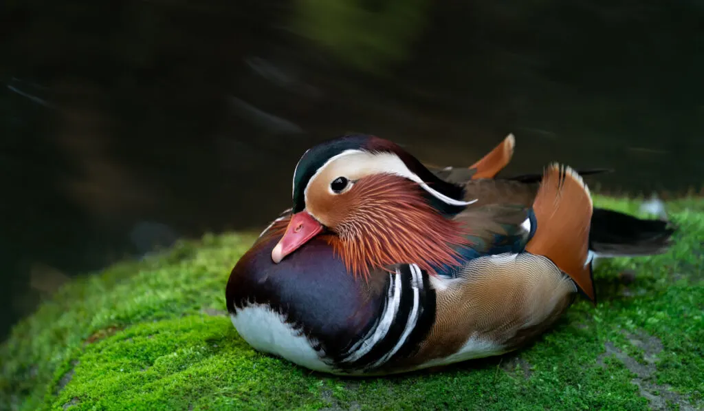 mandarin duck on mossy rock 