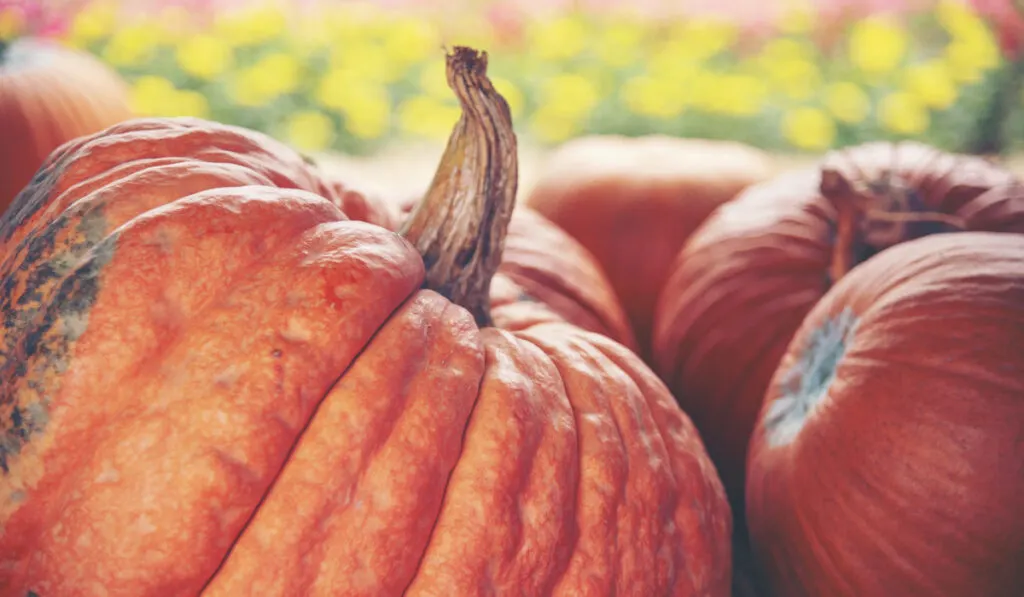 moldy pumpkin in the garden