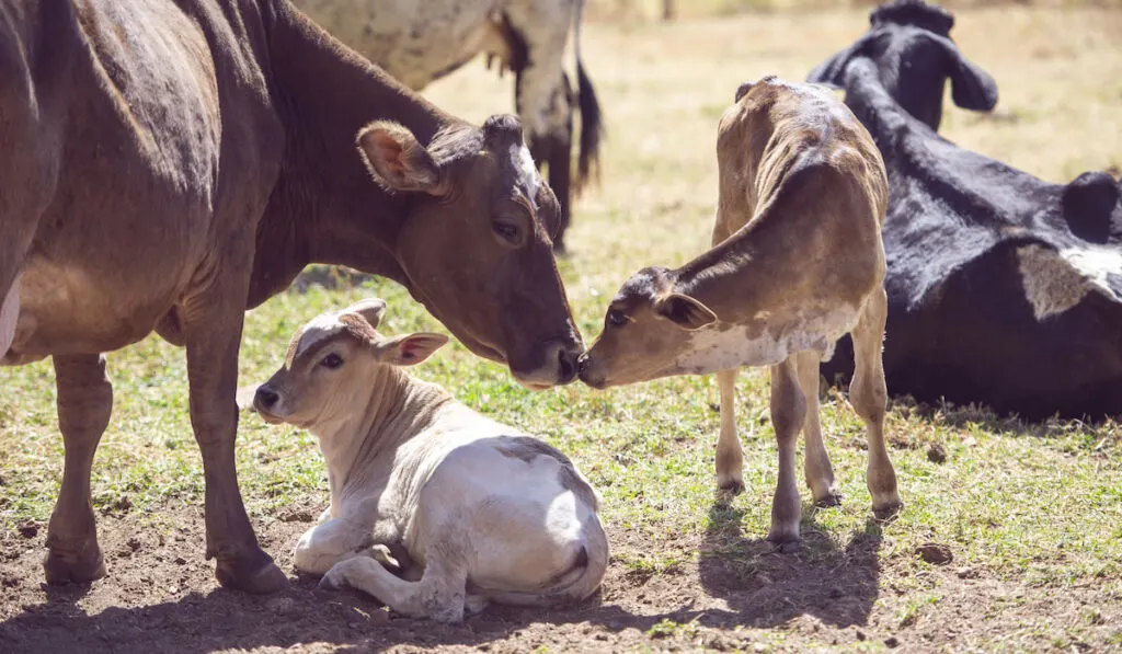 mother cow and her twin calf 